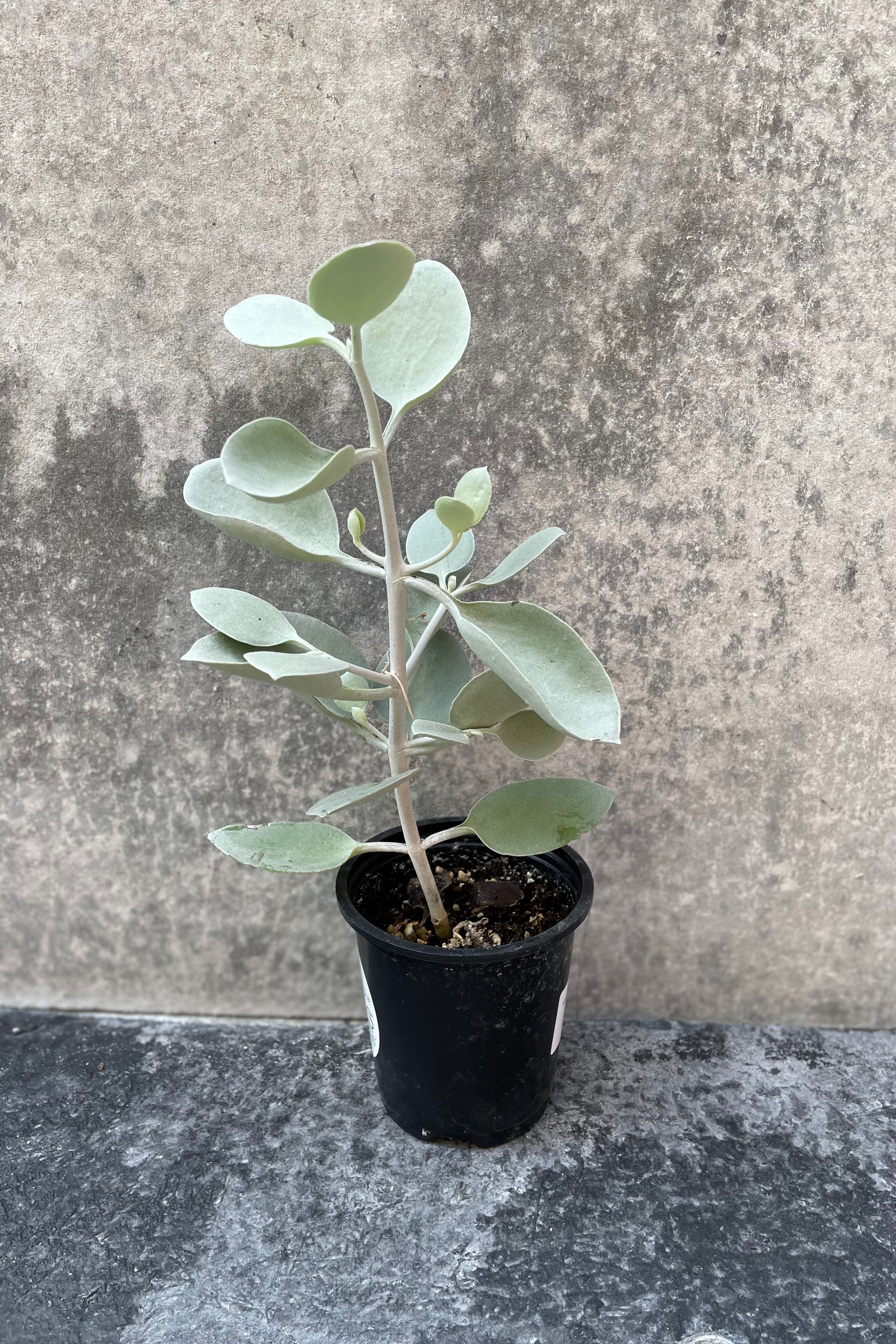 Kalanchoe bracteata sitting in a 4 inch growers pot, against a grey backdrop.