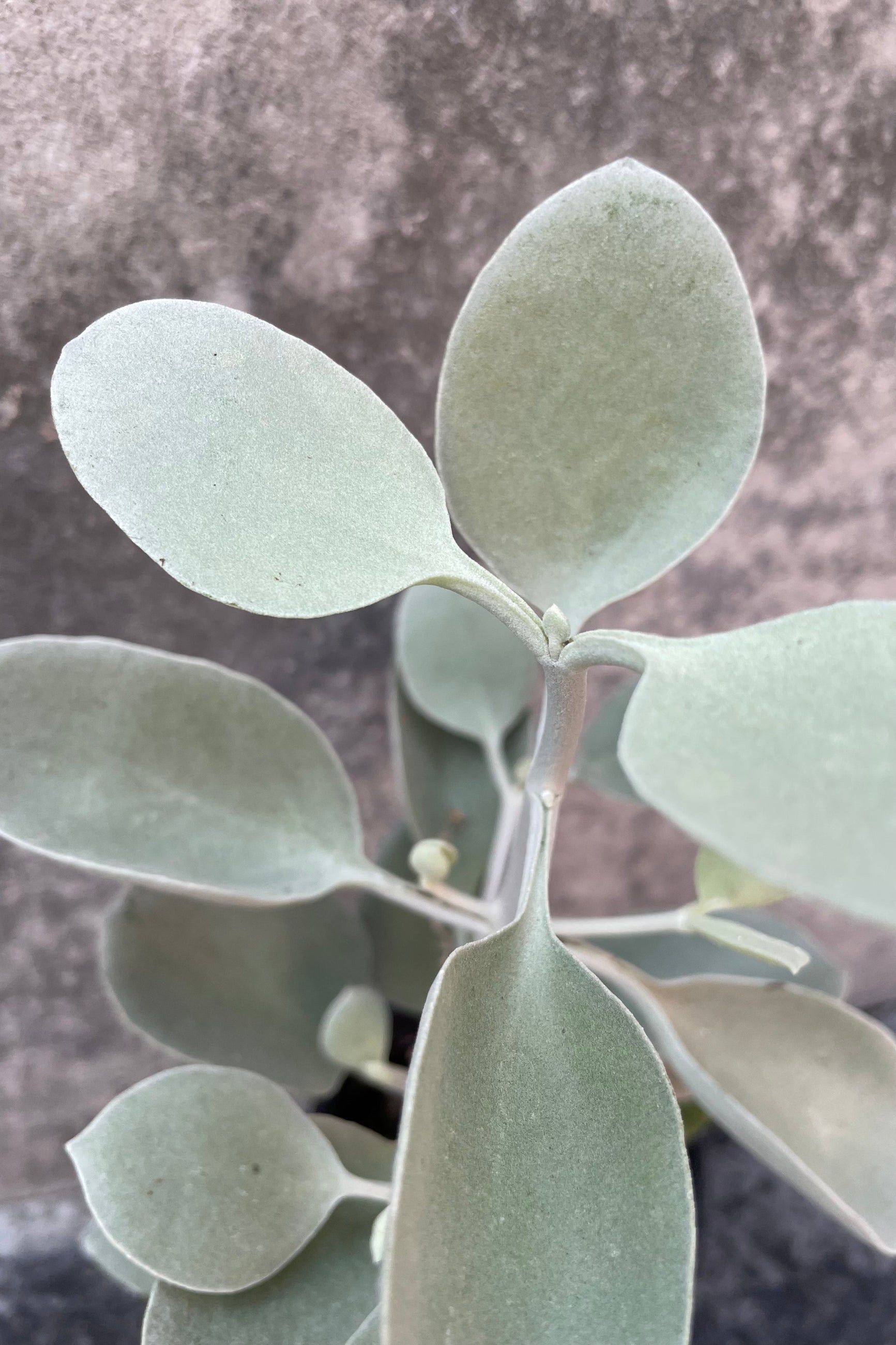 The Kalanchoe bracteata sports fuzzy, oval leaves with a pale blue color ©Sprout Home