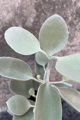 The Kalanchoe bracteata sports fuzzy, oval leaves with a pale blue color