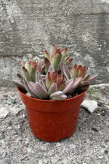 A full view of Kalanchoe tomentosa 'Chocolate Soldier' 4" in grow pot against concrete backdrop