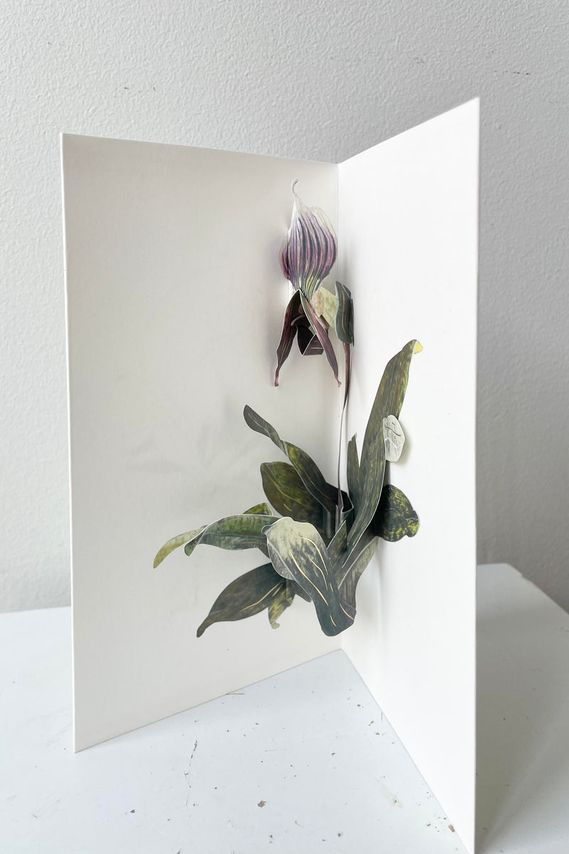 The Lady Slipper Pop-up Card sits against a white backdrop.
