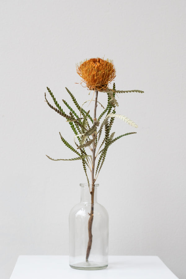 Clear medicine glass bud vase in front of white background. Inside the vase is a single orange protea