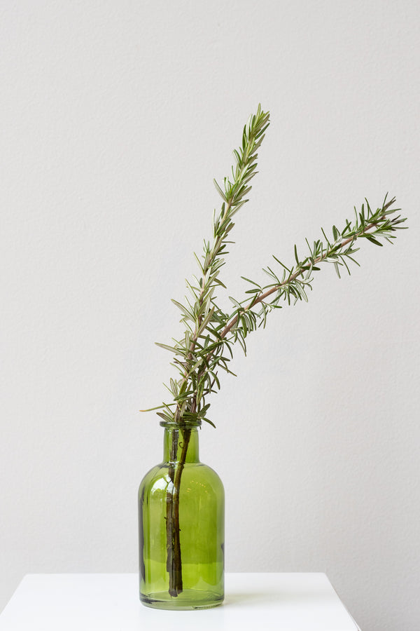 Green medicine glass bud vase in front of white background. Inside the vase are two fresh rosemary stems