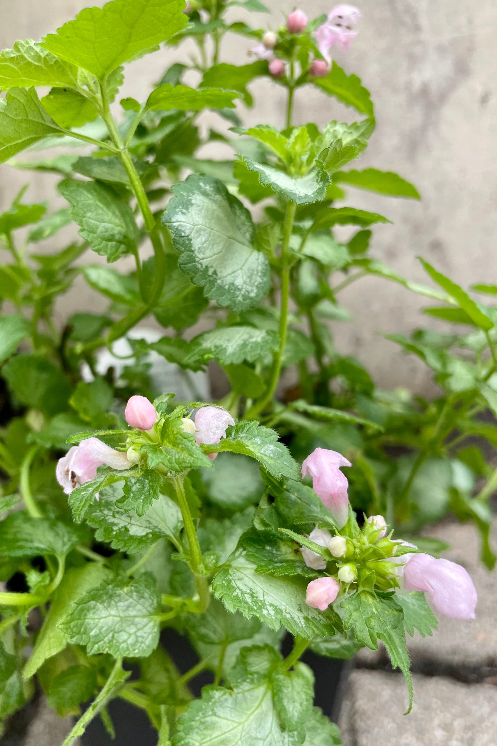 The light pink blooms and light mint green with darker green edged leaves of the Lamium 'Pink Pewter' in mid July at Sprout Home.  ©Sprout Home