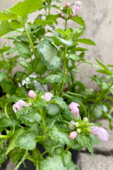 The light pink blooms and light mint green with darker green edged leaves of the Lamium 'Pink Pewter' in mid July at Sprout Home. 
