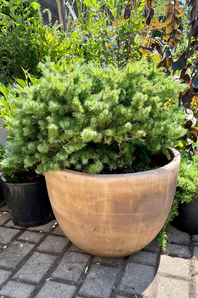 The cute Larix 'Wolterdingen' #6 sitting in a terracotta decorative pot mid July in the Sprout Home yard. 
