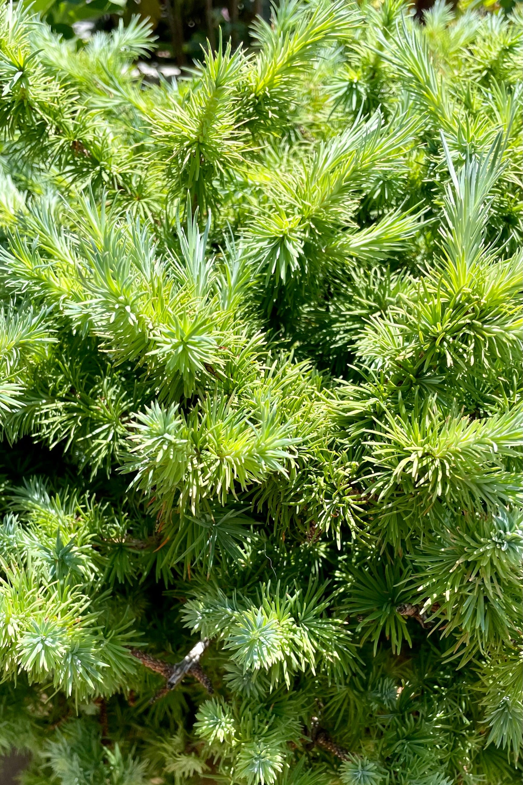 detail picture of the feathery slim needle like leaves of the Larix 'Wolterdingen' mid July ©Sprout Home