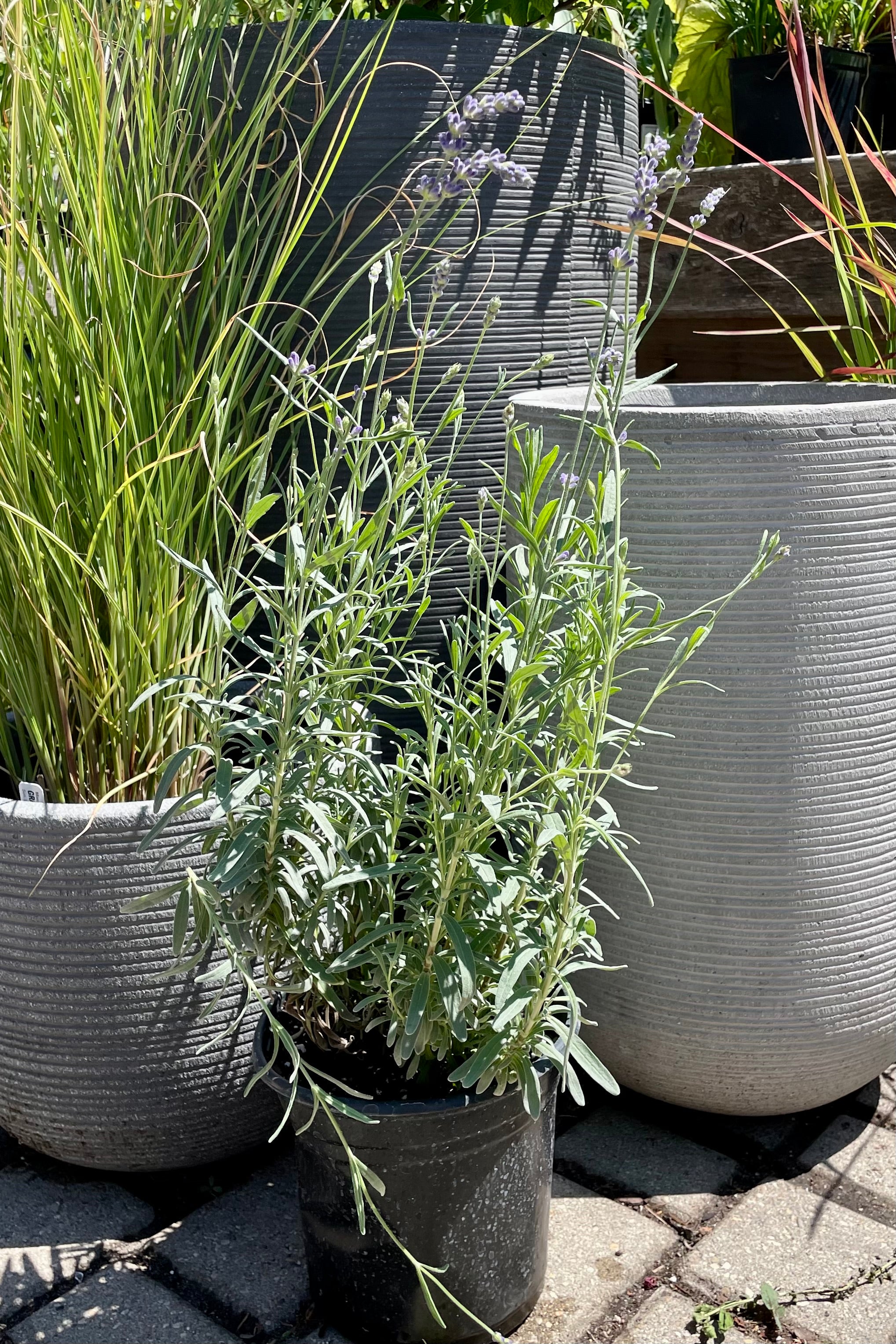 Lavendula 'Hidcote' in a #1 pot in bloom mid July with silver green foliage and purple flowers in front of decorative pots.