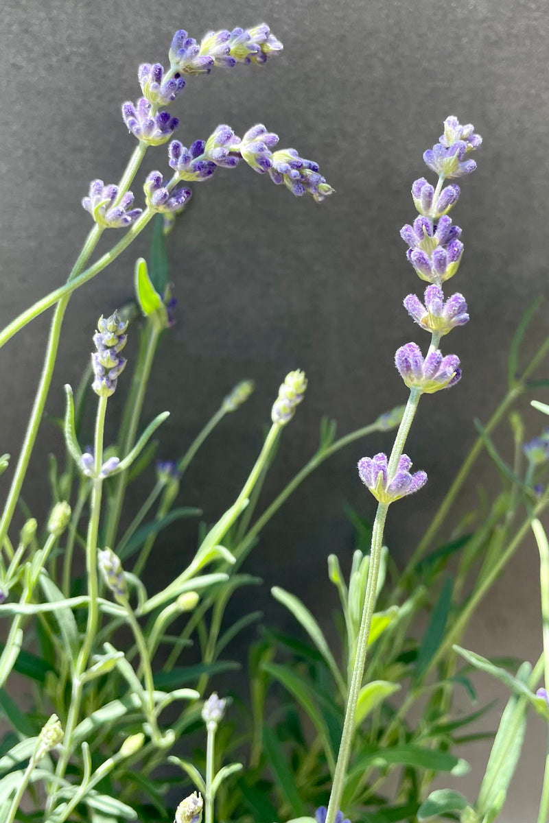 lavender flowers in bloom above its silver foliage mid July