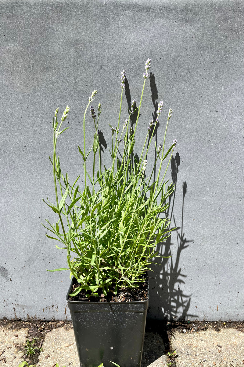 1qt size Lavandula 'Munstead' at the beginning of June showing the start of blooming with the plant against a gray wall at Sprout Home.