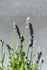 Lavandula 'Muntean' flowers on top of green foliage against a gray wall the beginning of June at Sprout Home.