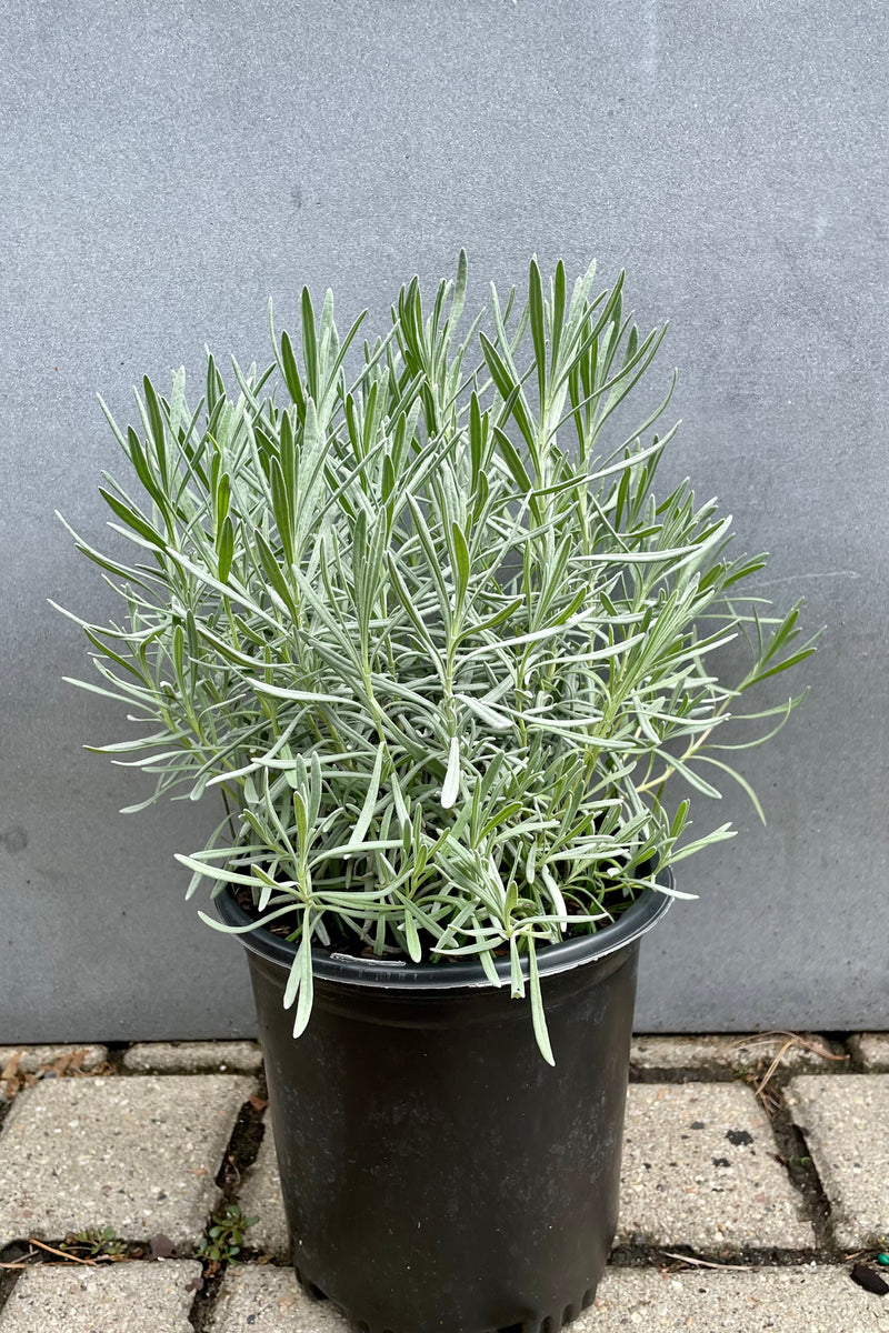Lavender 'Phenomenal' is an understatement in a #1 pot showing off its dense gray green foliage the end of September. 
