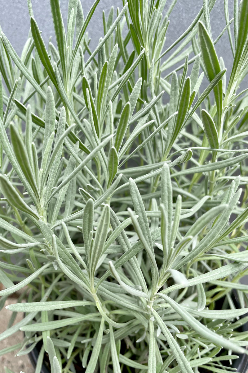 Detail picture of the gray green foliage of the Lavendula 'Phenomenal' the end of September.
