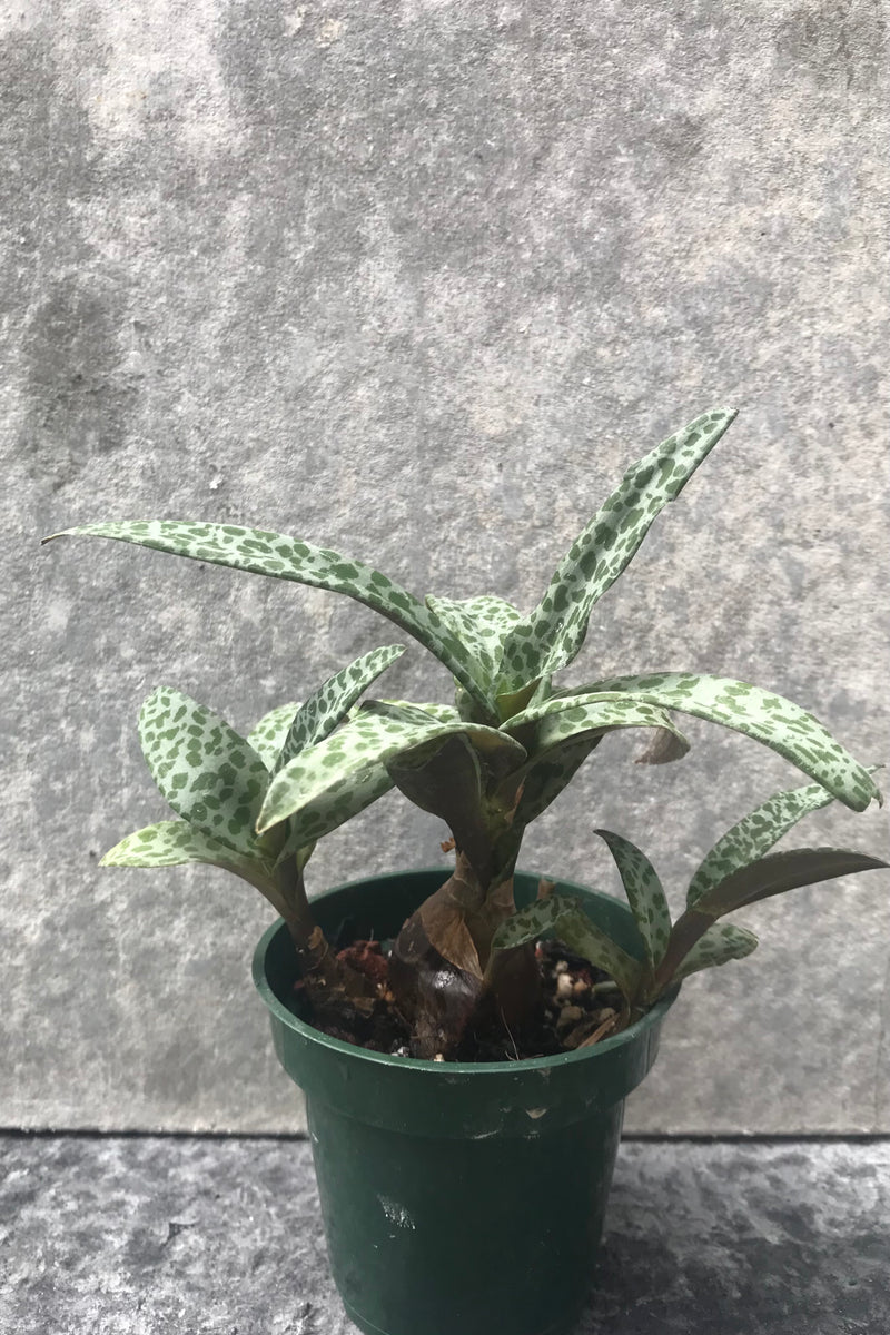 Ledebouria Silver leaves with green spots
