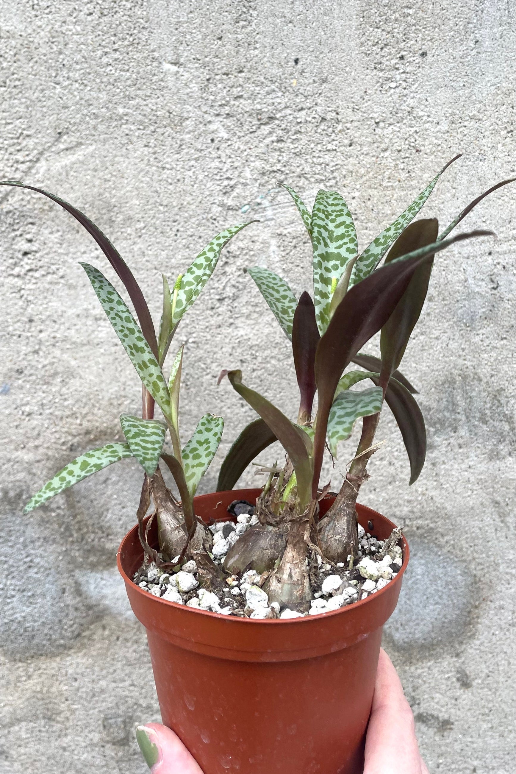 A hand holds LEdebouria socialis 4" in grow pot against concrete backdrop ©Sprout Home
