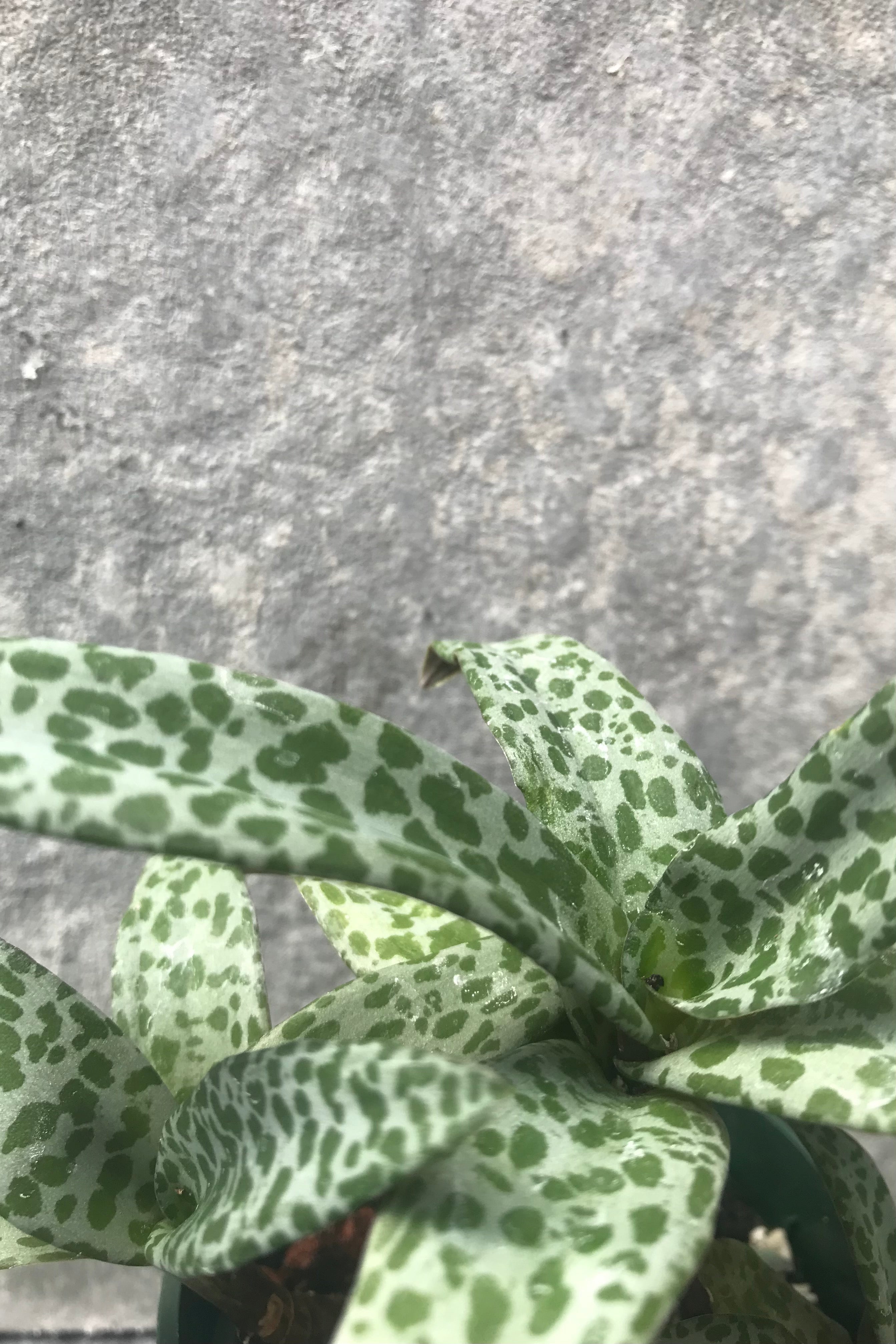 Ledebouria plant with silver leaves and green spots