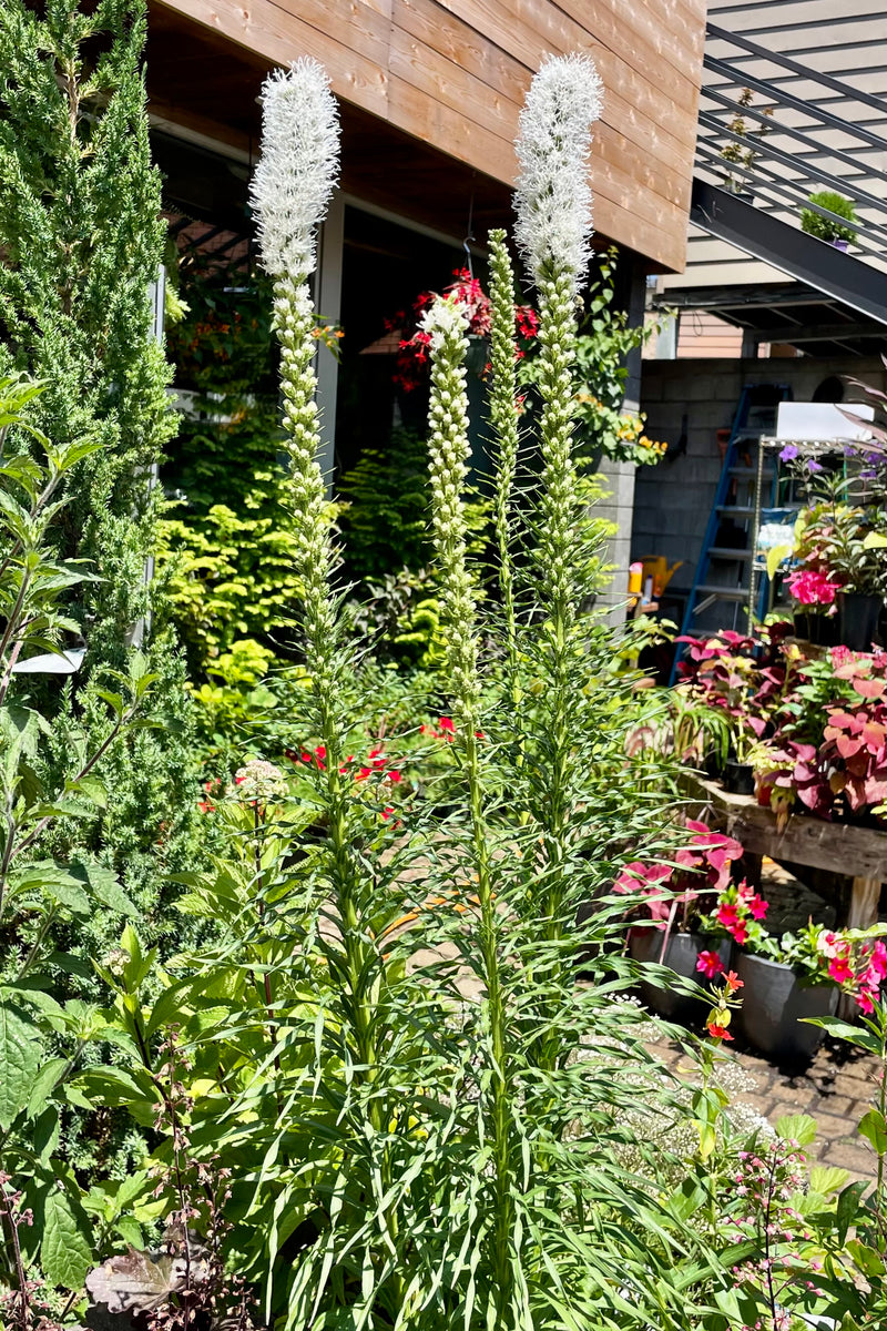 Liatris 'Floristan White' in a #1 pot sitting amongst other plants in the Sprout Home yard in full bloom with its white flower spikes at Sprout Home. 