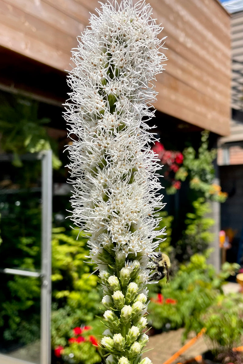 Liatris 'Floristan White' in full bloom showing the white flower spike with a building in the background mid July at Sprout Home. 