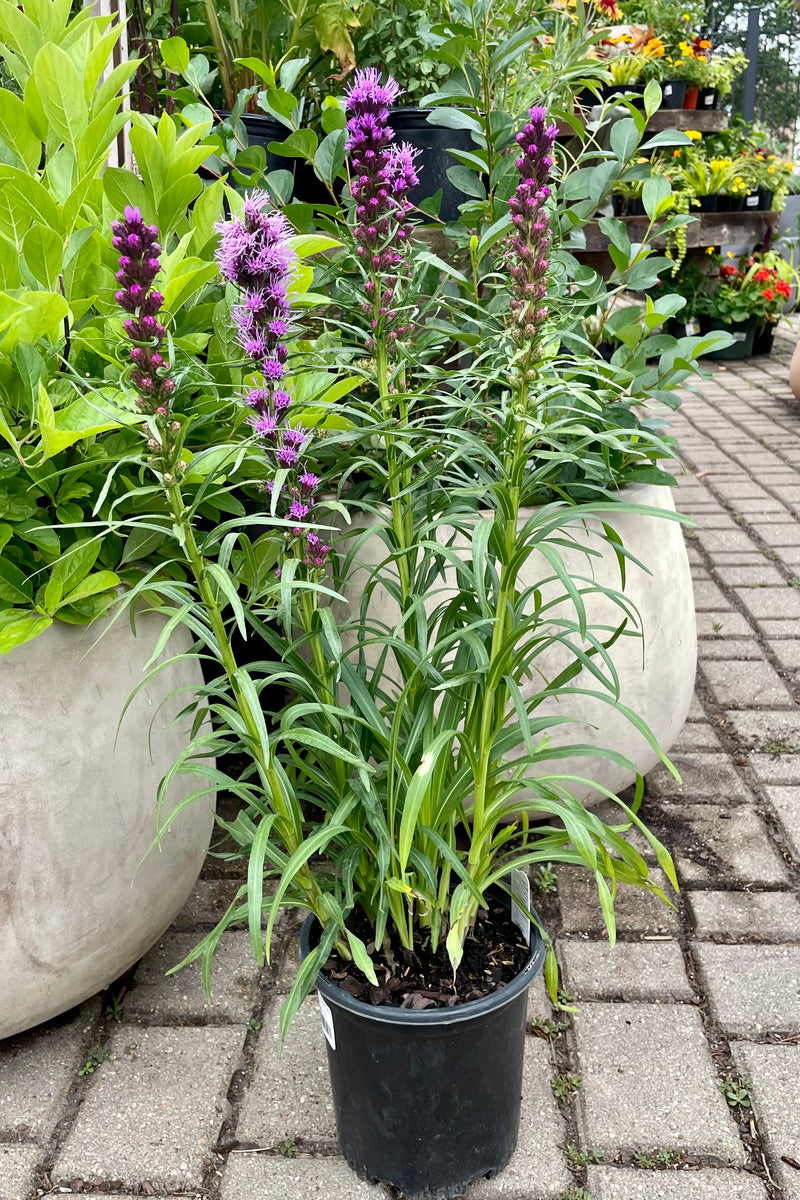 #1 pot of Liatris spicata 'Kobold' in bloom showing the bright purple spike above the feathery foliage in front of decorative pots the beginning of July at Sprout Home.