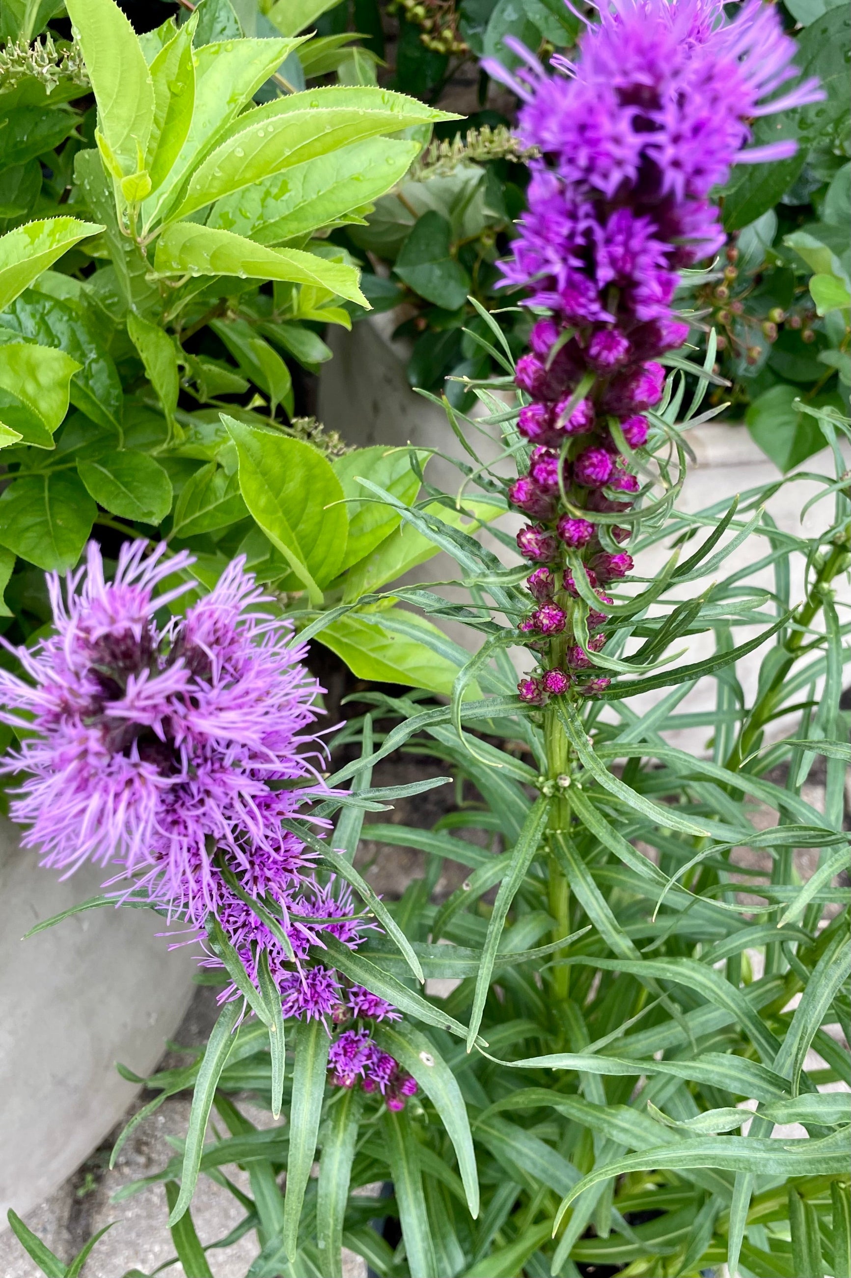 Detail photograph of the bright purple spike blooms of Liatris spicata 'Kobold' blooming in the beginning of July at Sprout Home. ©Sprout Home