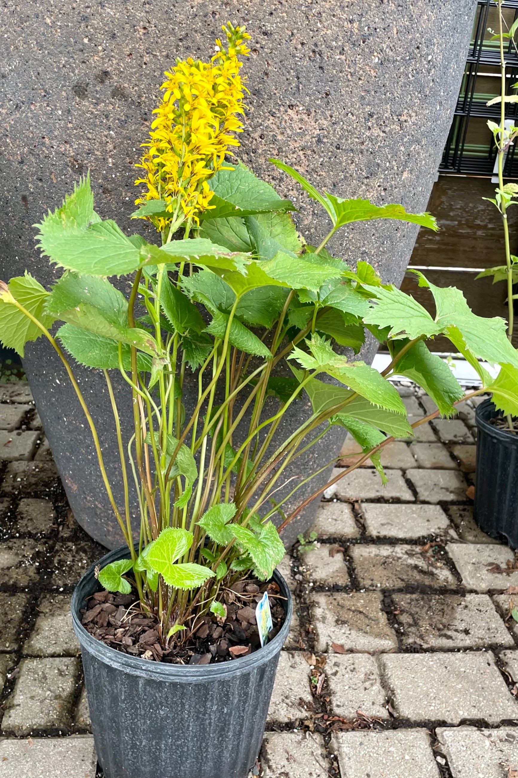 'The Rocket' Ligularia showing off its yellow bloom mid July shooting off above the toothed green leaves in a #2 pot.  ©Sprout Home
