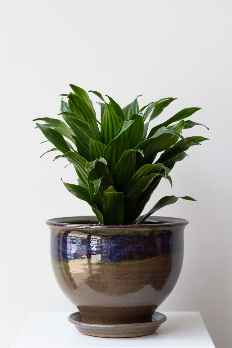 Dracaena 'Janet Craig' planted inside Lilac and Moss planter by Bruning Pottery