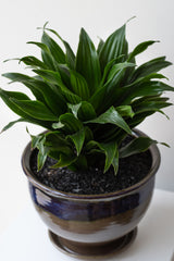 Dracaena 'Janet Craig' planted inside Lilac and Moss planter by Bruning Pottery