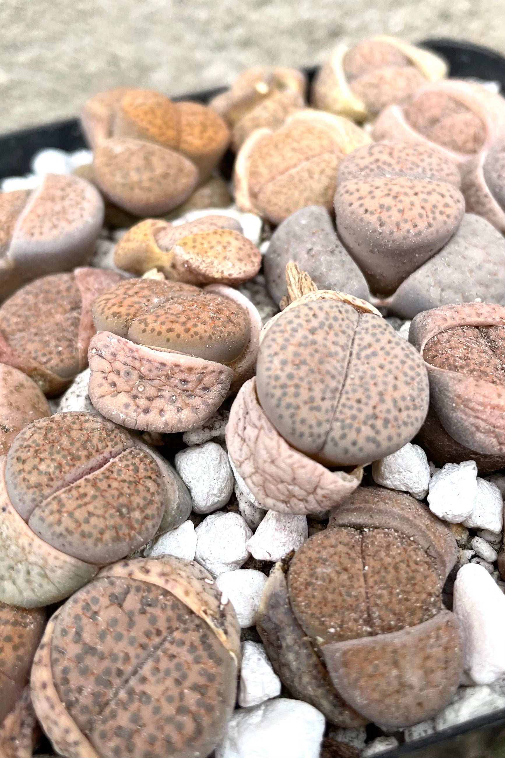 A detailed view of Lithops 4" against concrete backdrop ©Sprout Home 