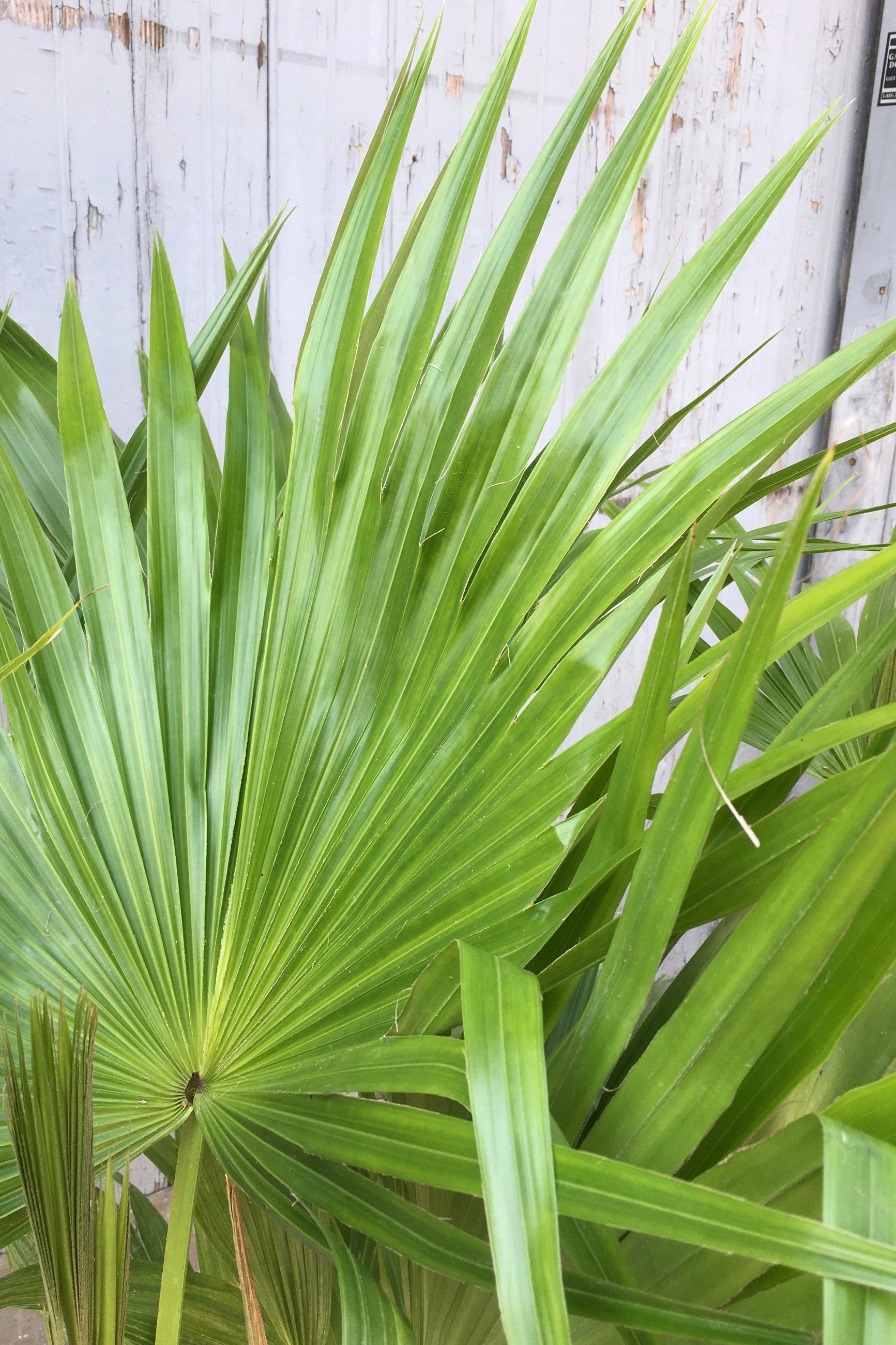 Detail picture of the fronds of a Livistona chinensis. ©Sprout Home