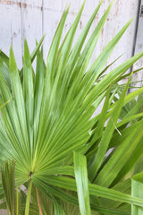 Detail picture of the fronds of a Livistona chinensis.
