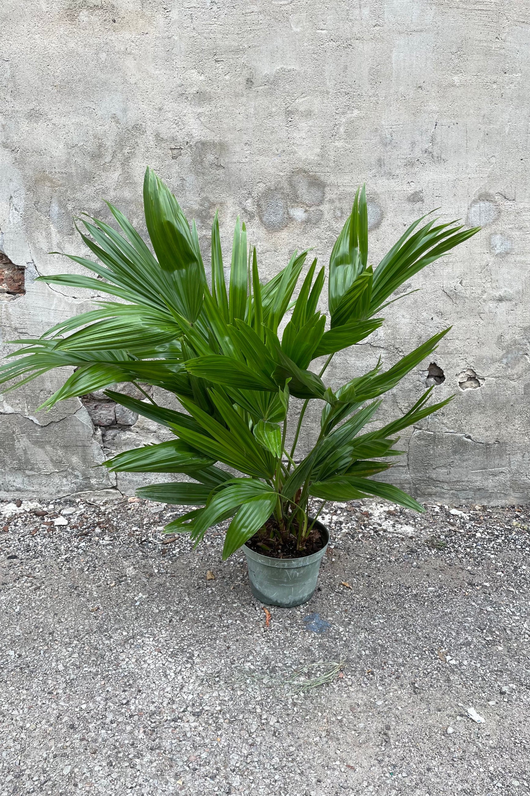 Livistona chinensis in grow pot in front of concrete wall ©Sprout Home