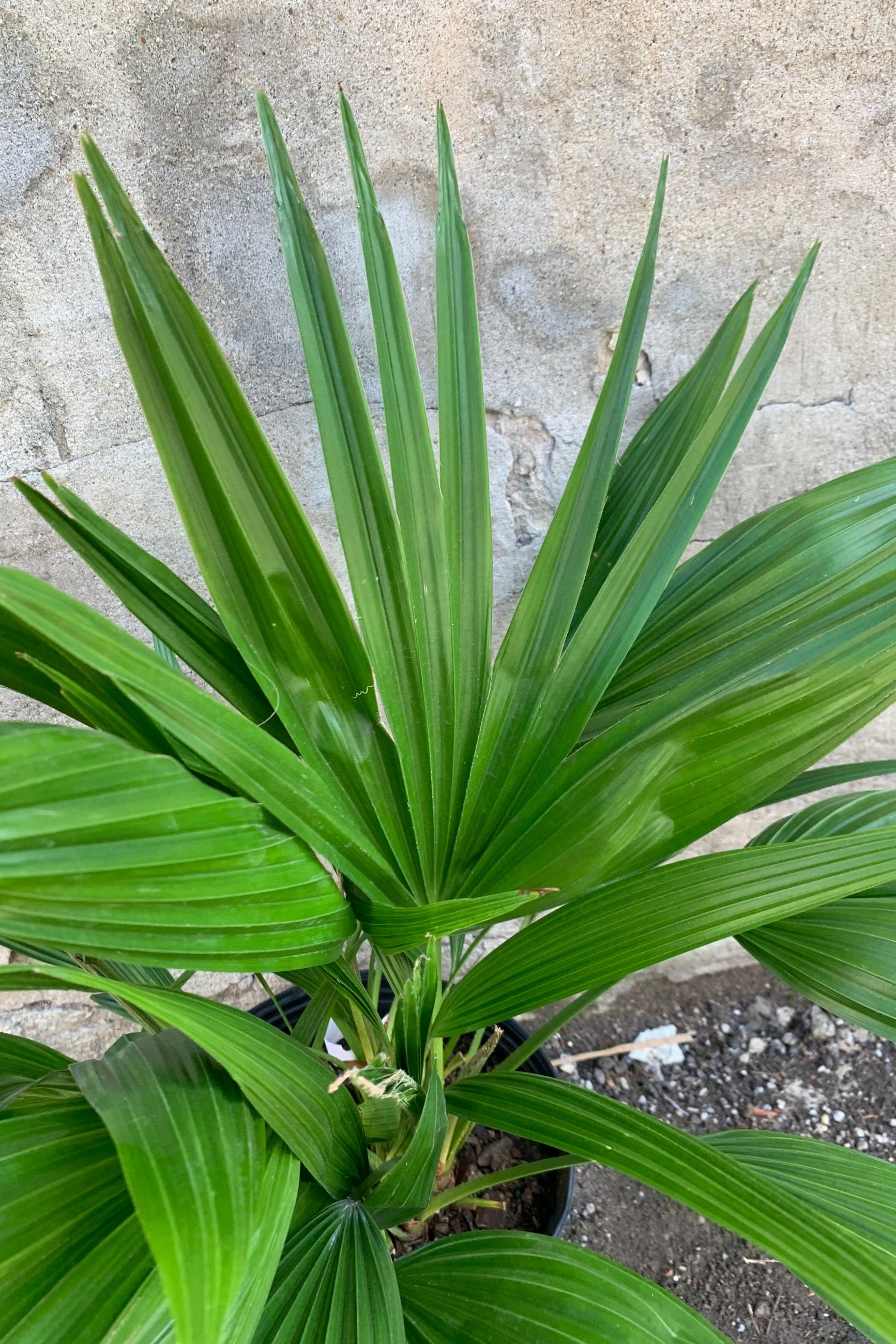 Detail of a Livistonia Fan Palm against a concrete wall.  ©Sprout Home