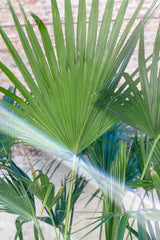 Close up of Livistonia "Fan Palm" foliage