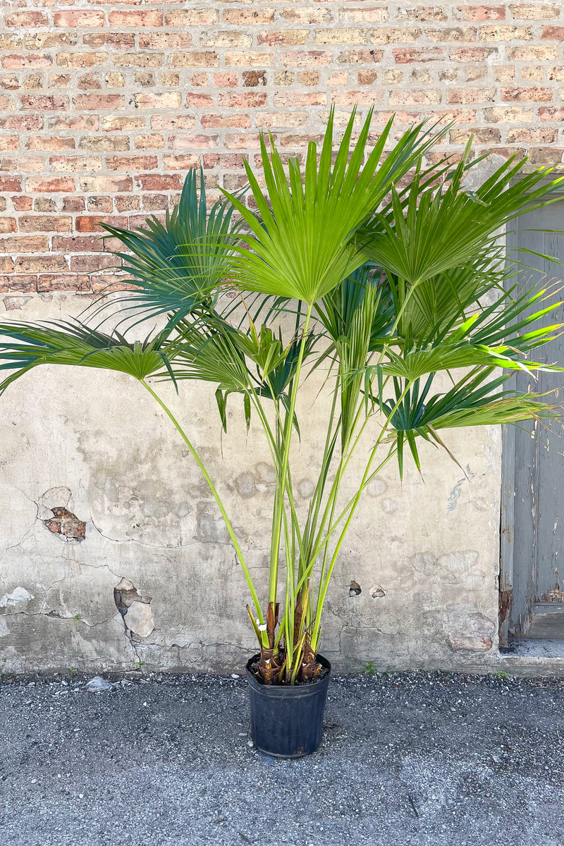 Livistonia "Fan Palm" potted in front of concrete wall