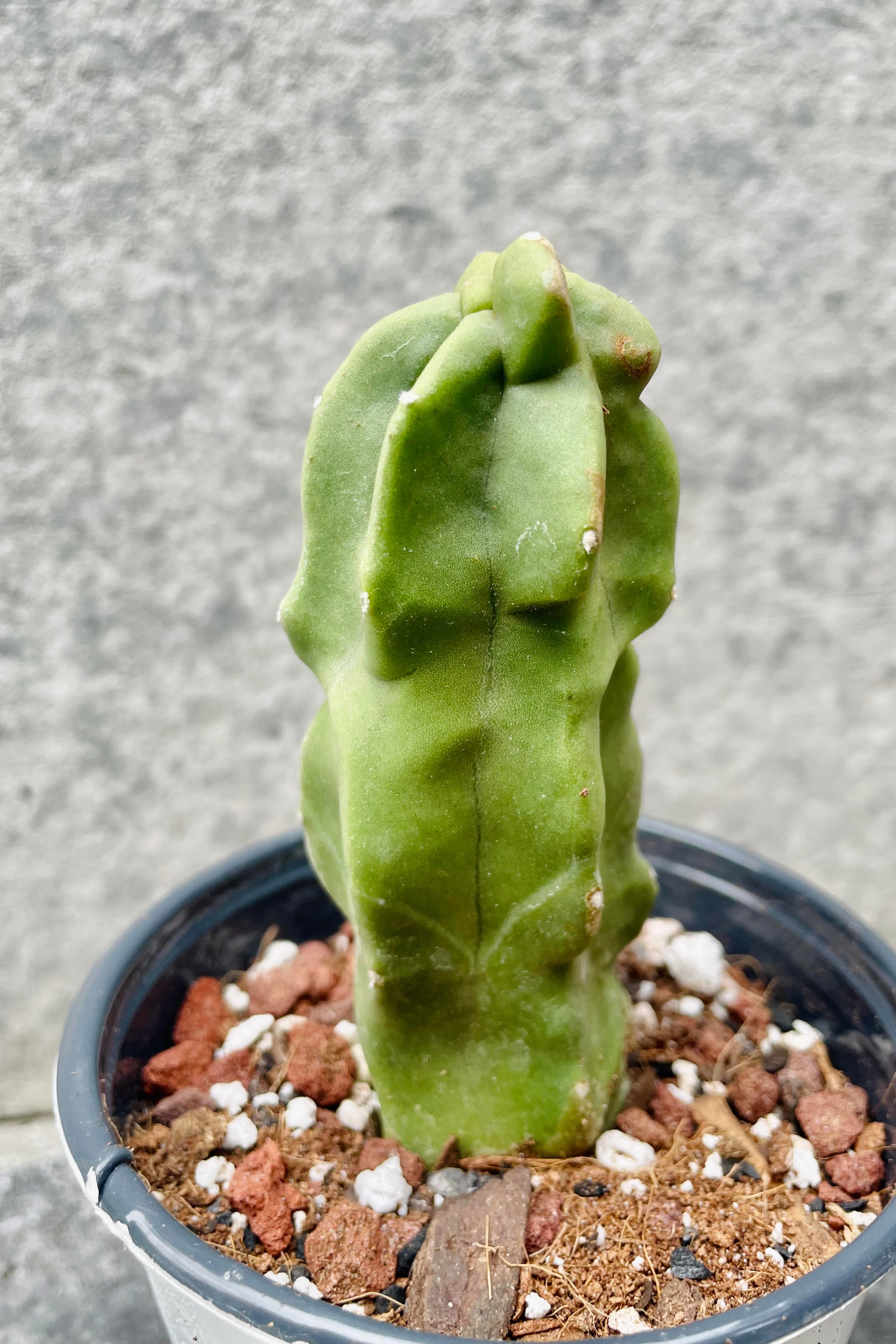 A detailed look at the smooth finish of the Lophocereus schottii monstrose 'Totem Pole Cactus".