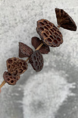 Natural Bunch of Lotus pods for holiday decoration against a grey wall.  