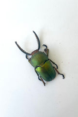 An overhead view of the unmounted Lamprima adolphanae, a metallic green stag beetle, against a white backdrop