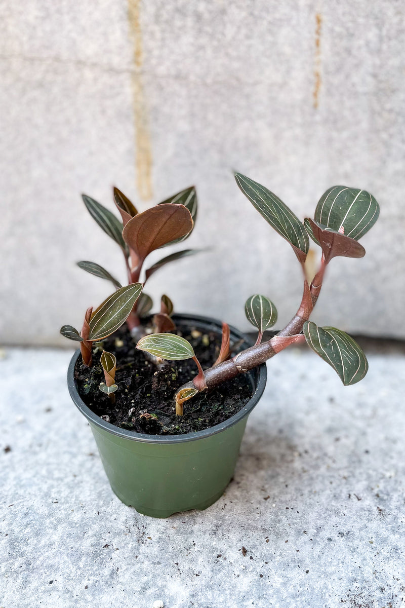 Ludisia discolor "Jewel Orchid" 4" in front of grey background