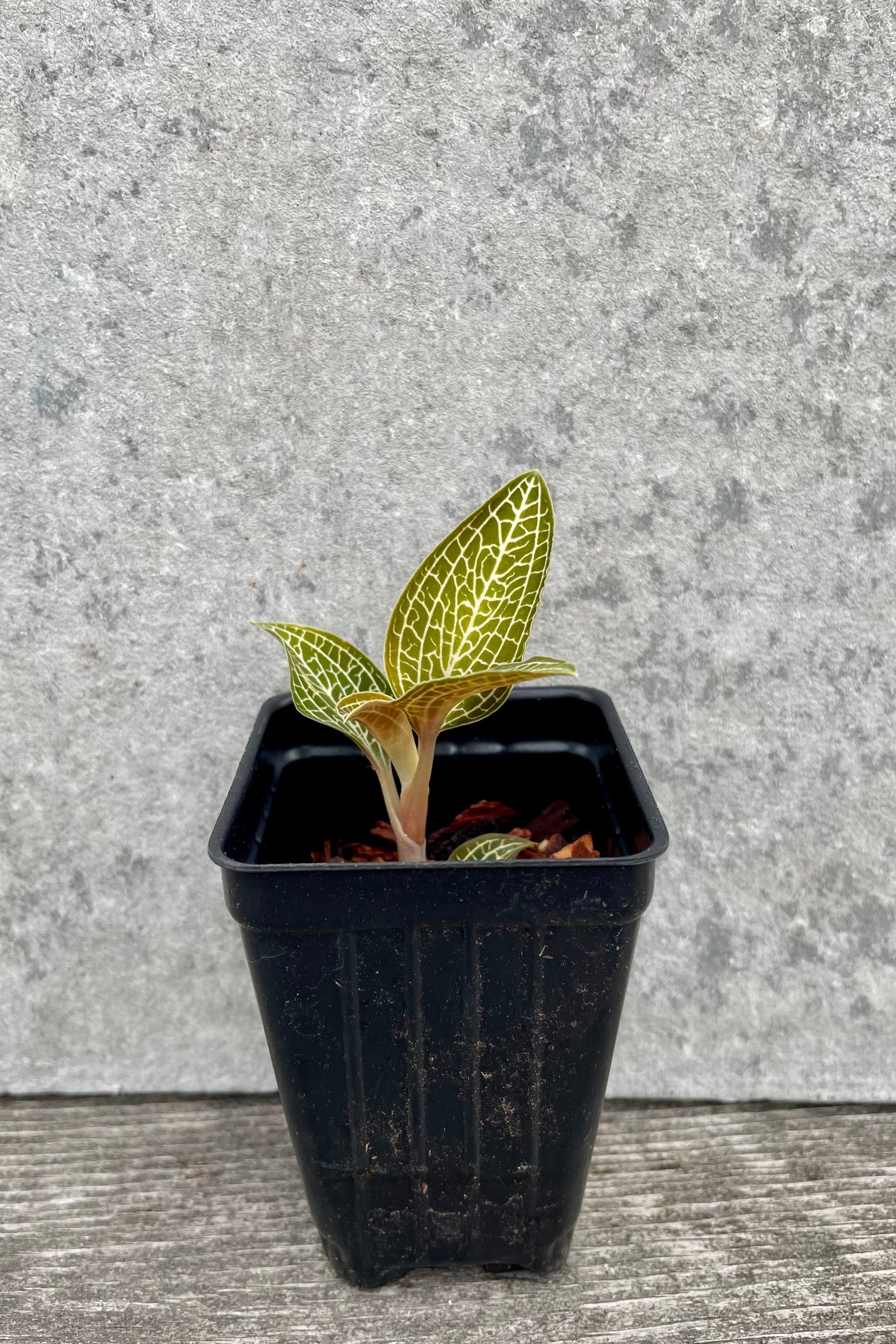 Ludochilus 'Poly' "Jewel Orchid" 2" with a black growers pot against a grey wall ©Sprout Home