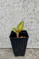 Ludochilus 'Poly' "Jewel Orchid" 2" with a black growers pot against a grey wall