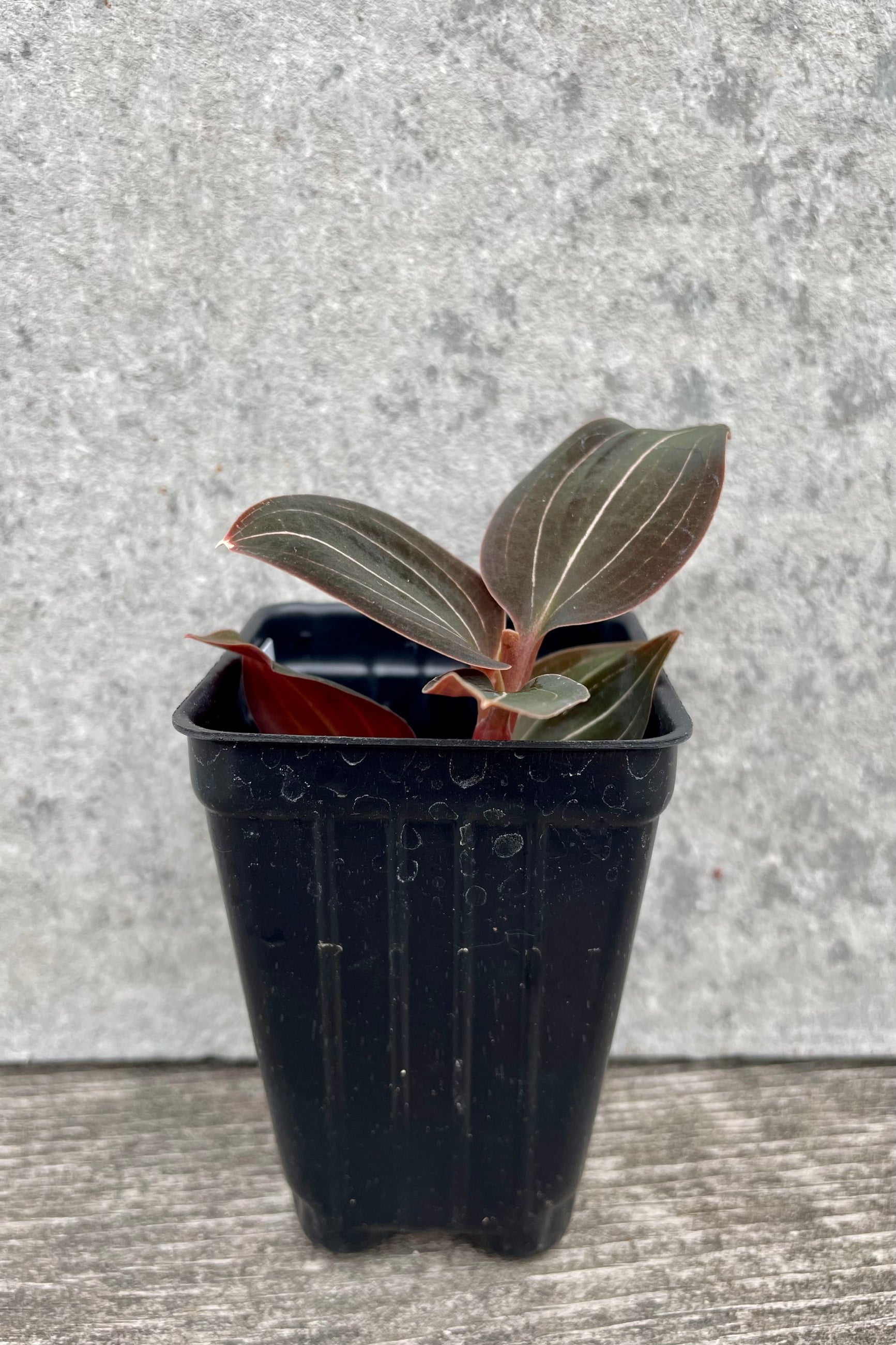 Ludochilus 'Sea Turtle' "with a black growers pot Jewel Orchid" 2" against a grey wall ©Sprout Home 