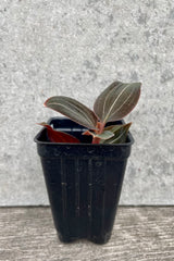 Ludochilus 'Sea Turtle' "with a black growers pot Jewel Orchid" 2" against a grey wall