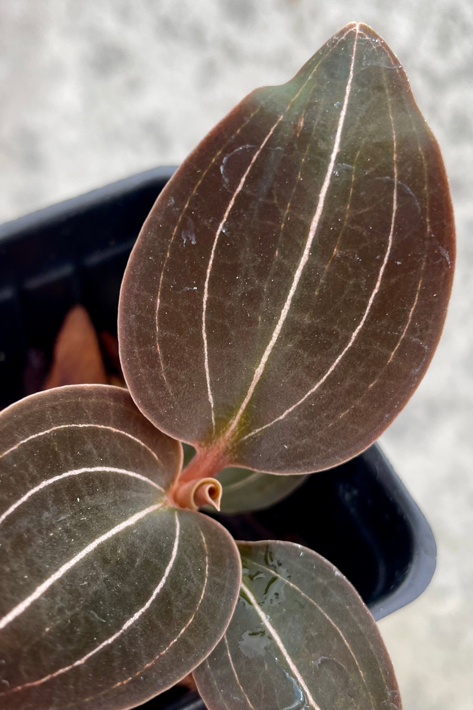 detail of Ludochilus 'Sea Turtle' "Jewel Orchid" 2" against a grey wall ©Sprout Home 