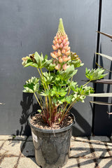 #2 pot size of Lupinus 'Salmon Star' in bloom middle of May showing the apricot pink hues of the flower against a black backdrop at Sprout Home.