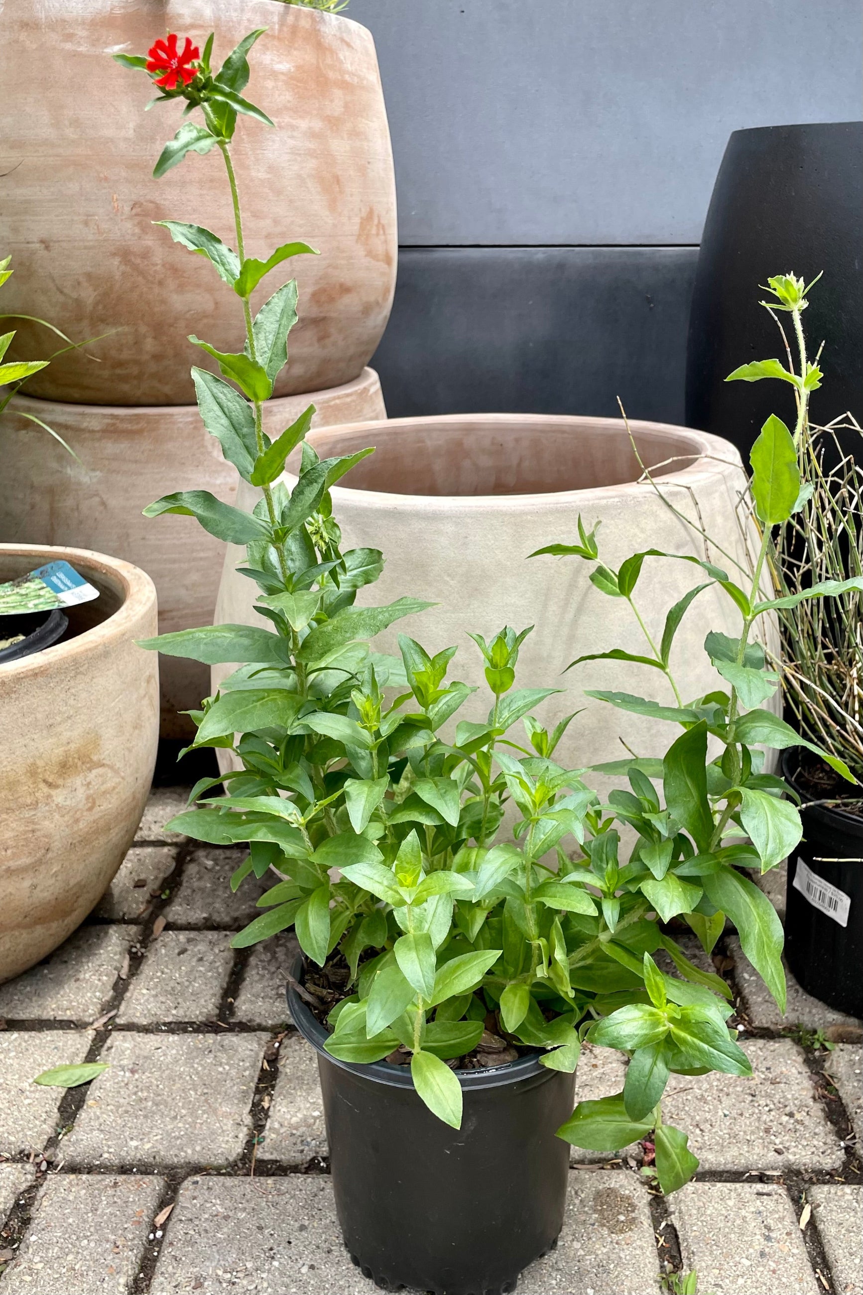 #1 container of Lychnis chalcedonica in bloom mid June showing the deep bright orange flower above green foliage in front of ceramic containers at Sprout Home. ©Sprout Home