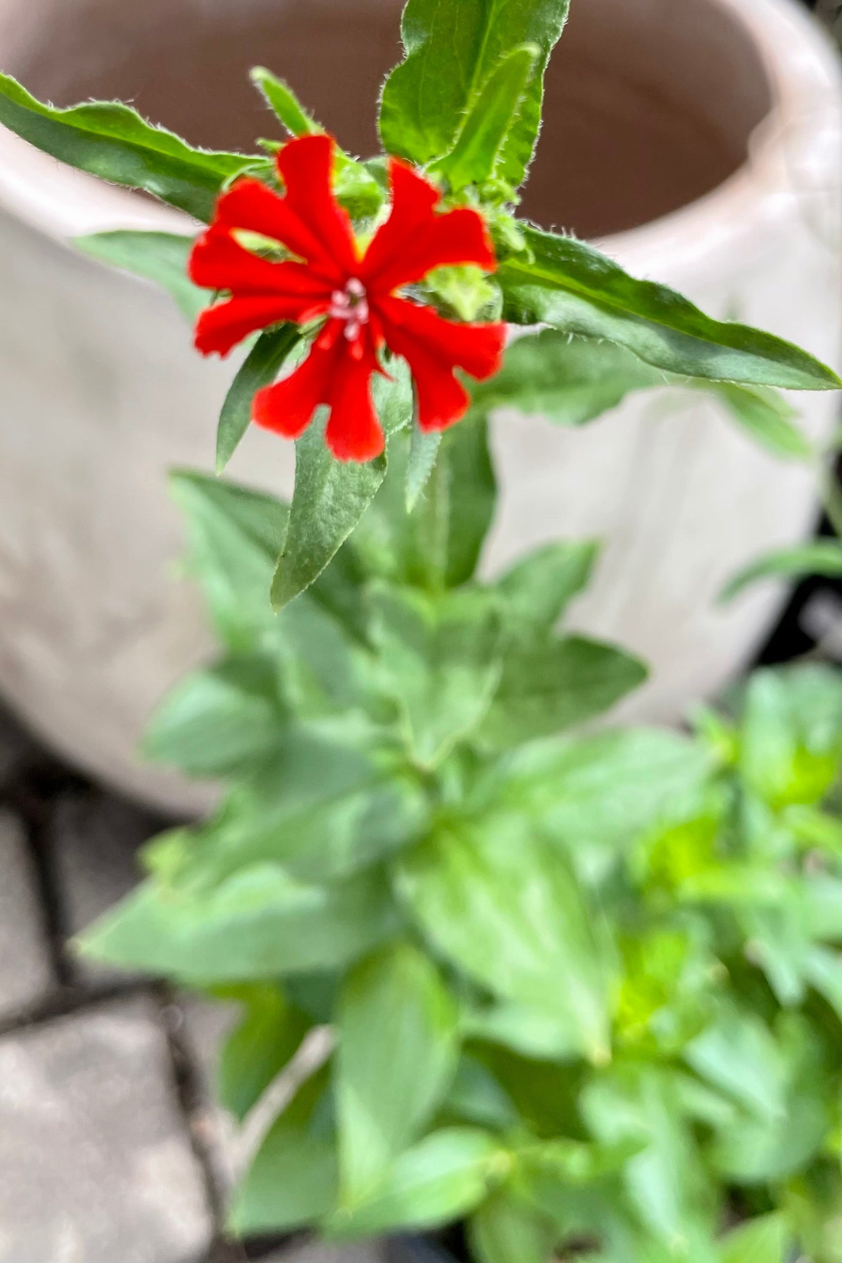 The deep orange flower of the Lychnis chalcedonica "Maltese Cross" up close with a blurred background of foliage and pot in mid June at the Sprout Home yard. ©Sprout Home