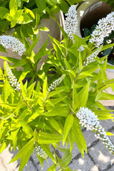 A close up of the white spike blooms of the Lysimachia clethroides the berry beginning of July at Sprout Home. 