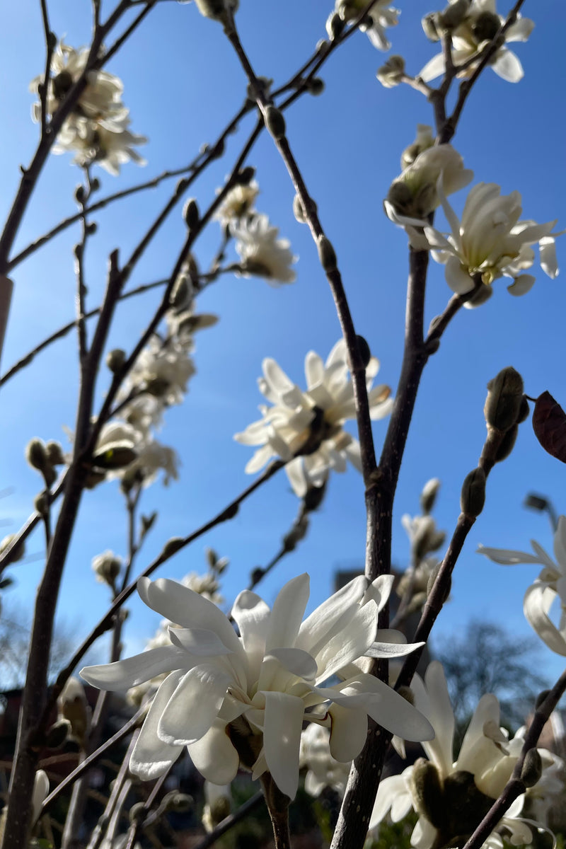 The 3" white flowers of the Magnolia 'Royal Star' tree the very beginning of April at Sprout Home. 