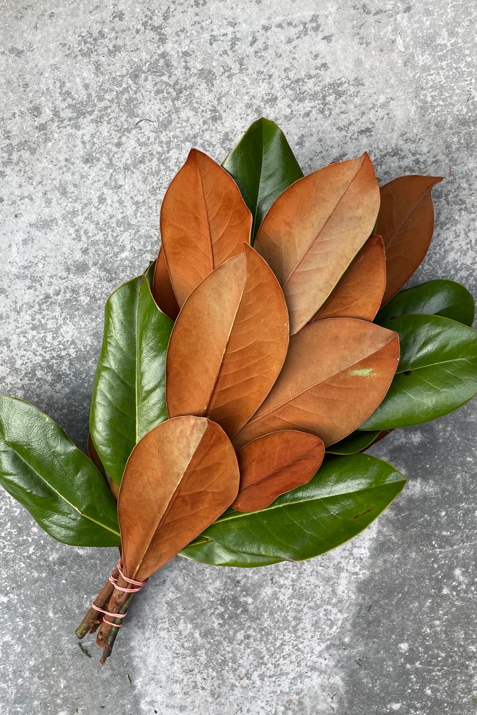 Natural magnolia branches in a bunch showing the brown underside and dark green topside leaves.