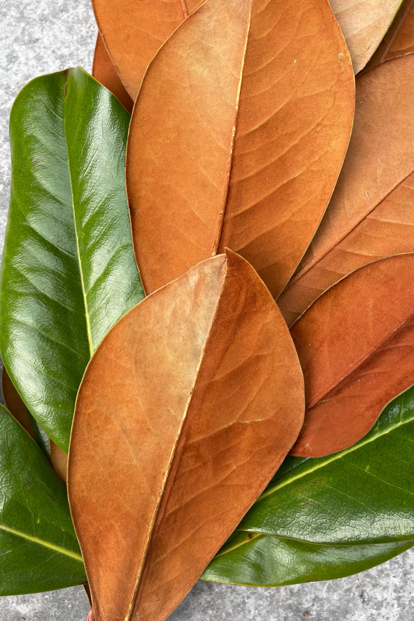 Detail shot of the underside of fresh magnolia leaves in contrast with their dark green topside.  ©Sprout Home
